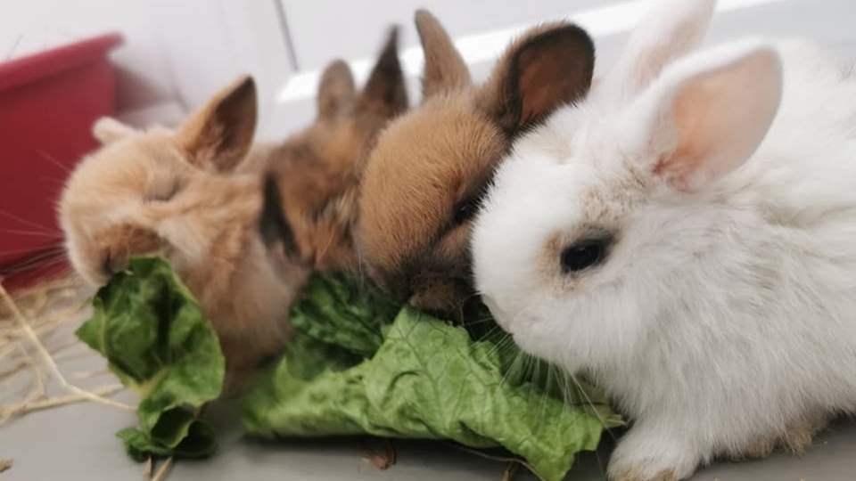 It's Rabbit Awareness Week: RSPCA fears abandonment figures could worsen as lockdown ends