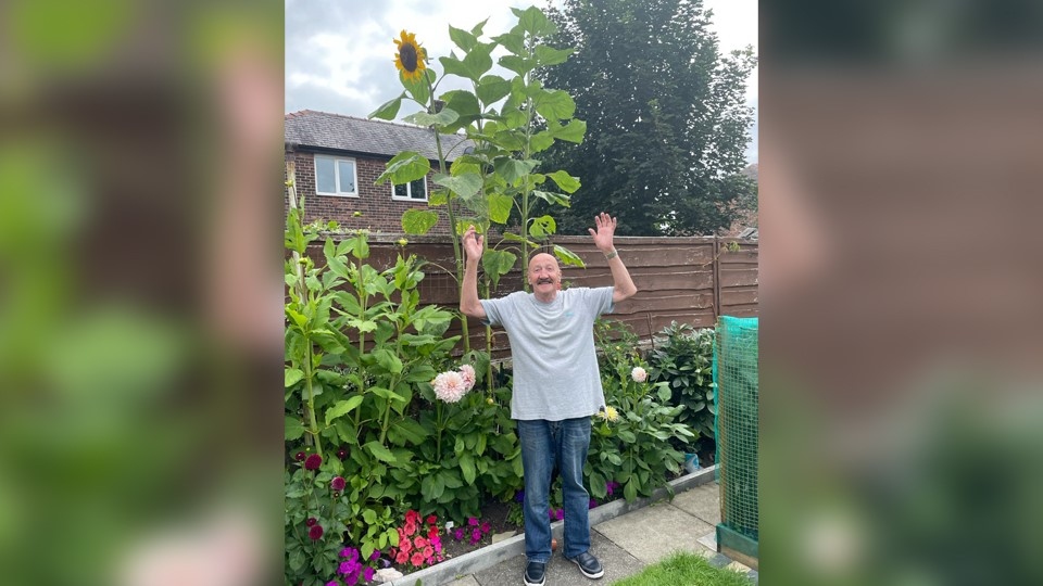 Garden fanatic Mike is certainly punching above his weight with these giant sunflowers!