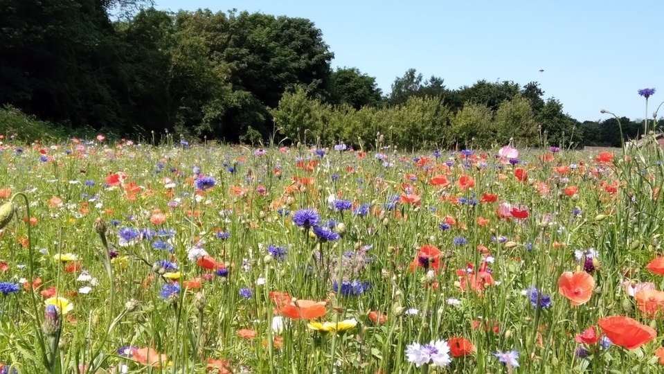 'Spectacular' - Grotton Park floral display earns fulsome praise
