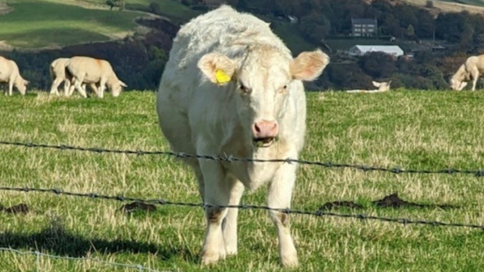 Nice moo-ve Darren - rare cow will be auctioned to raise much-needed cash for Dr Kershaw's