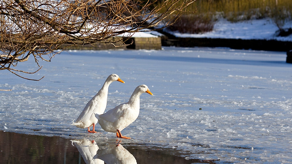 Public asked to follow new advice after suspected avian flu kills birds in Alexandra Park.