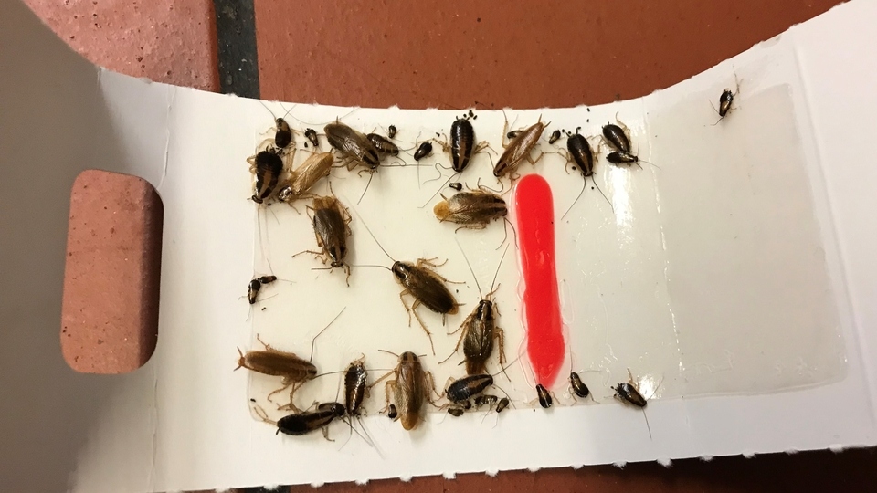 Inspection uncovered dead cockroaches throughout Failsworth takeaway