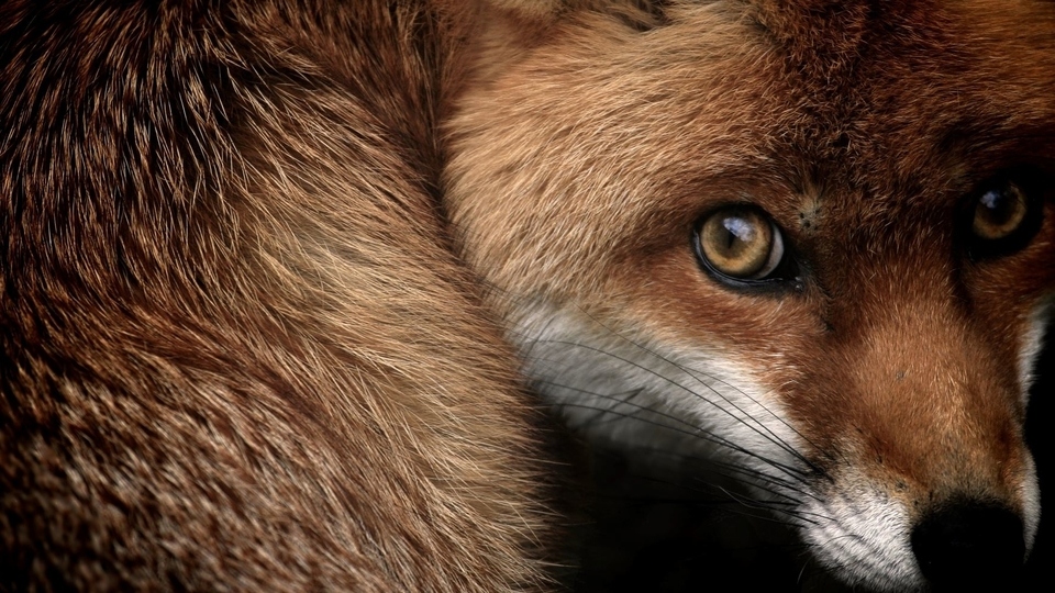 Spectacular wildlife exhibition comes to Gallery Oldham
