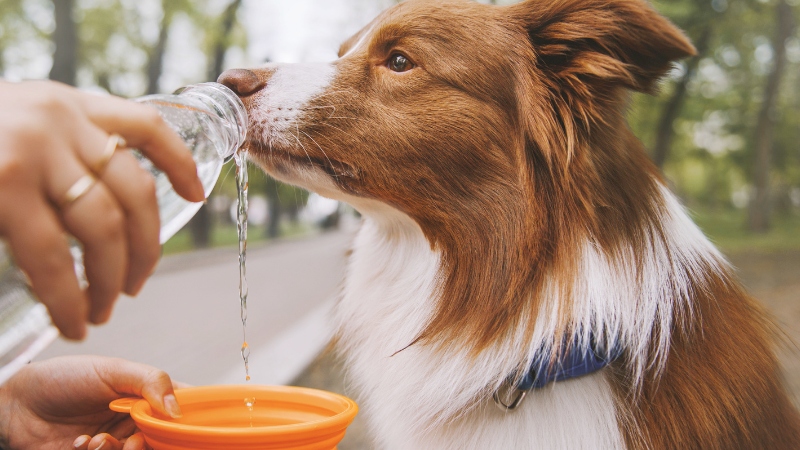 PAW-ping hot! Five top tips for keeping furry friends safe in hot weather