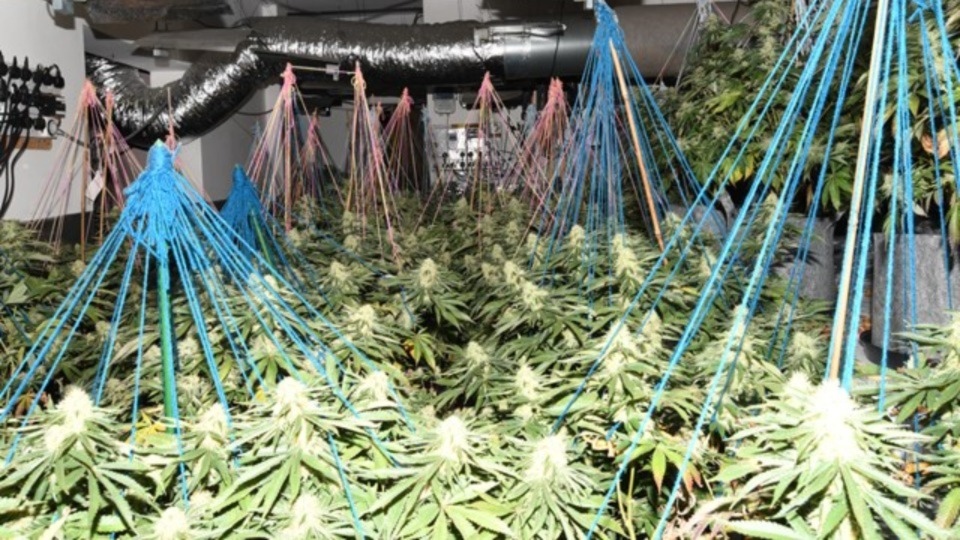 Police seize cannabis plants worth an estimated £200k