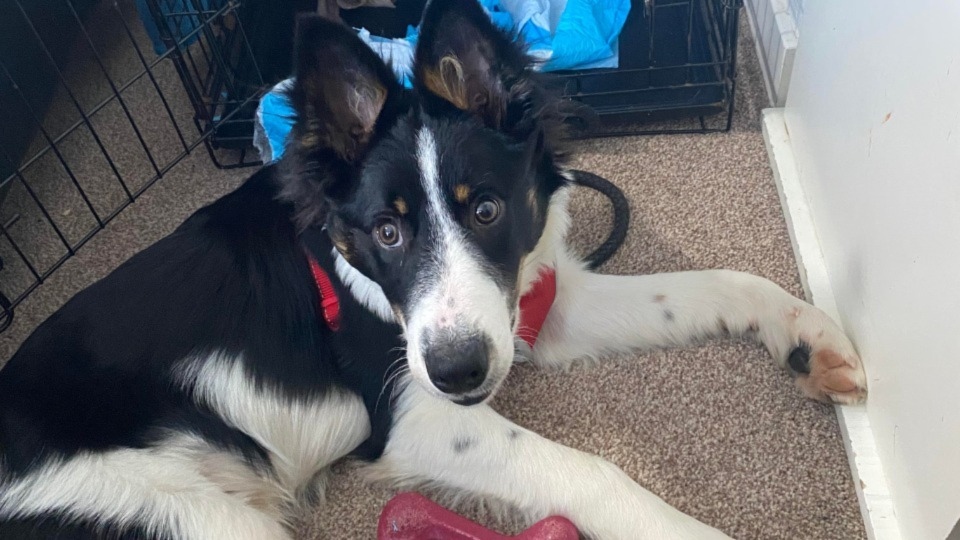 RSPCA appeal after Collie pup is left with fractured skull