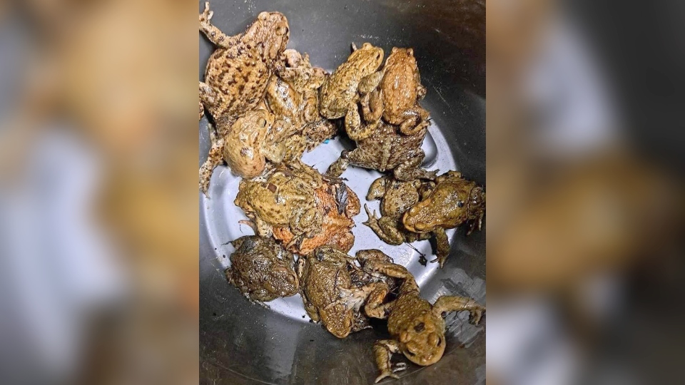 Greg's mission to help save Saddleworth's toads