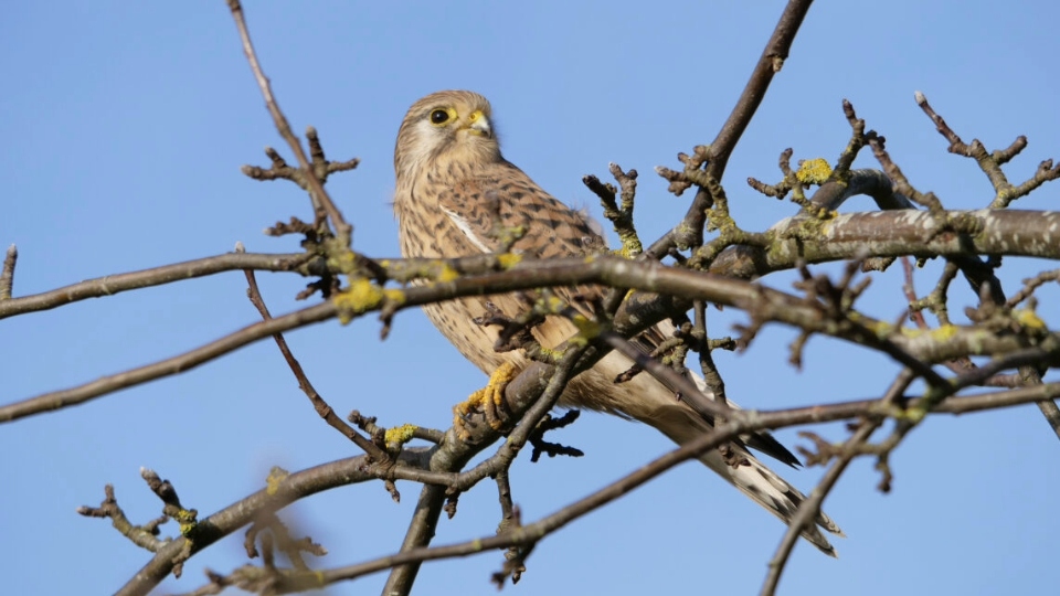 Bird nesting season: National Trust asks owners to keep dogs on a lead on the moors