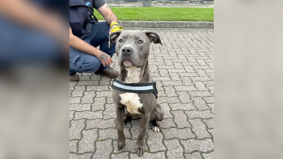 RSPCA appeal after dog is found with electric cable embedded in her legs and neck