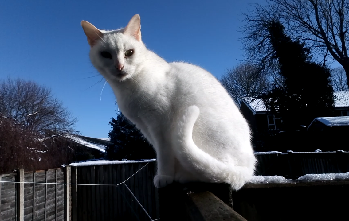 Parliament to debate petition calling for drivers to report collisions with cats