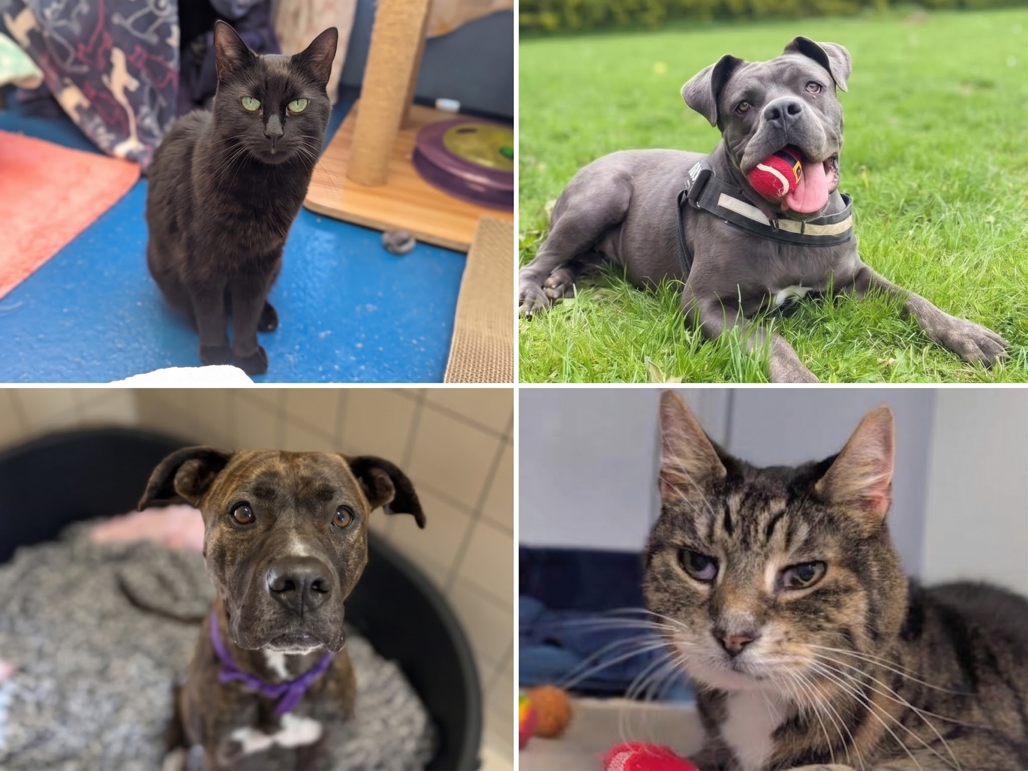 UK’s top pet names of 2025 revealed by the RSPCA and inspiring vet care this Adoptober.