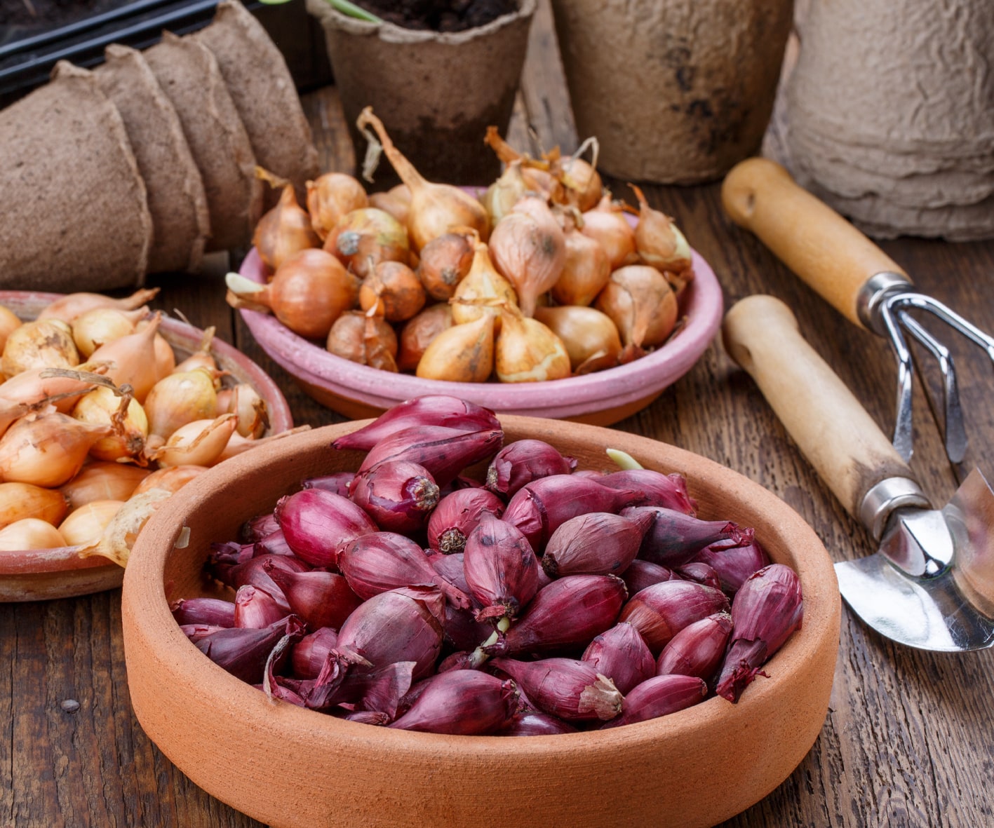 Garden experts share what to plant in September for next year’s crops